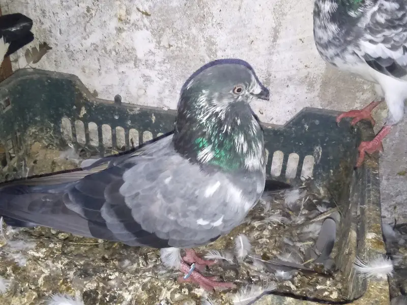Heigh flying breader pair — photo 3