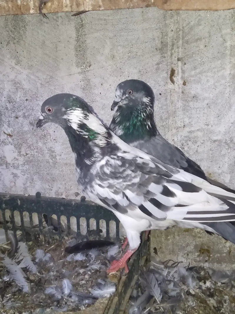 Heigh flying breader pair — photo 6