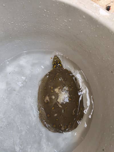selling my turtle green shield