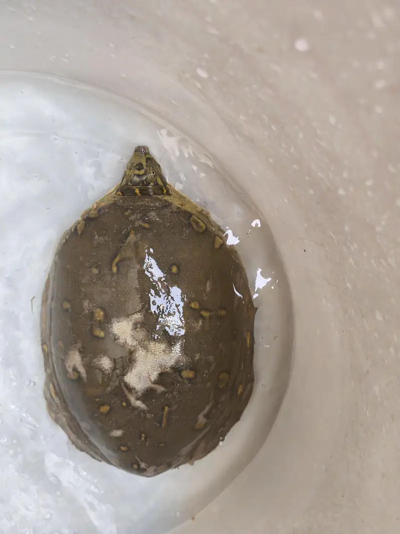 selling my turtle green shield — photo 2