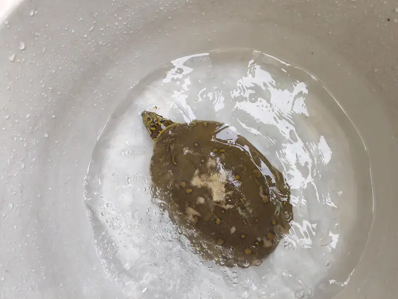 selling my turtle green shield — photo 4