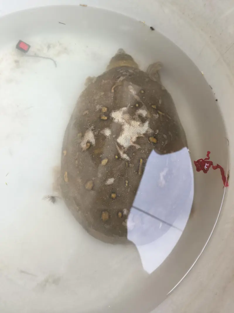 selling my turtle green shield — photo 5