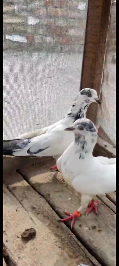 2 jora hn ek 35 wala jora or ek kockey lakhe jora hn