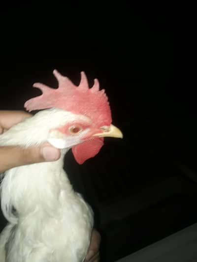 MURGA