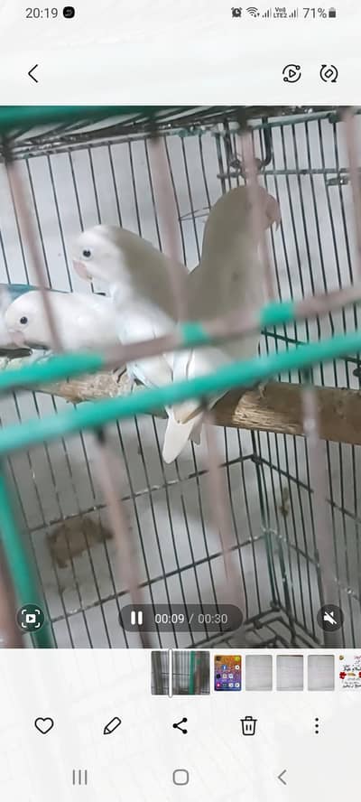 love birds and egg laying hens
