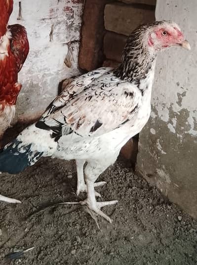 aseel birds and pathy
