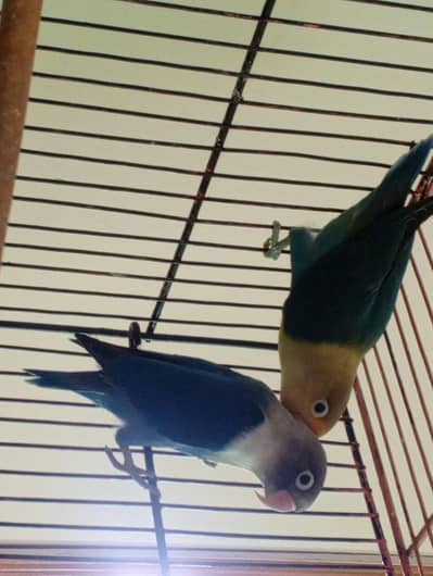 Lovebirds piece/ Albino red eye/ parblue split ino / blue personata
