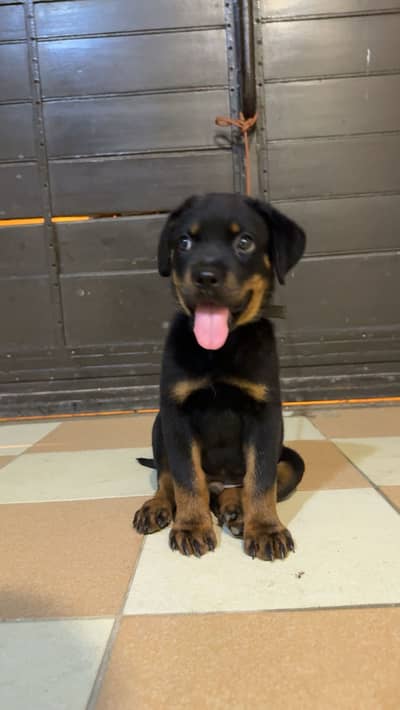 Rottweiler puppy
