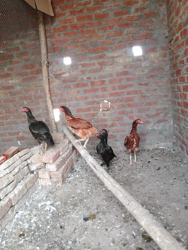aseel 4 murgiya 2 andy dy rhi hai — photo 2