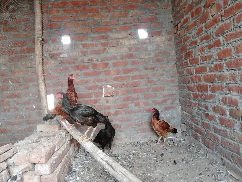 aseel 4 murgiya 2 andy dy rhi hai — photo 3