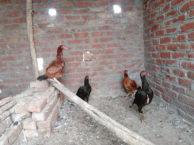 aseel 4 murgiya 2 andy dy rhi hai — photo 4