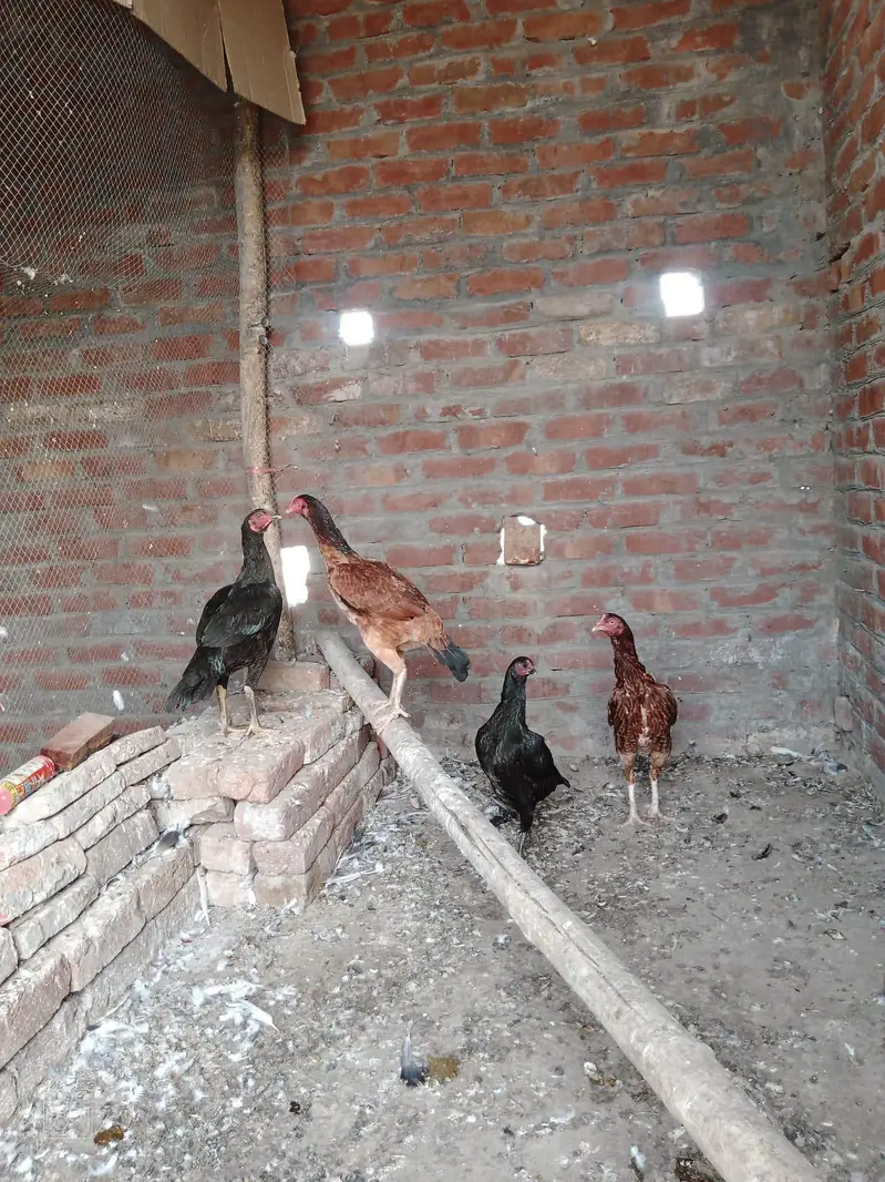 aseel 4 murgiya 2 andy dy rhi hai — photo 5