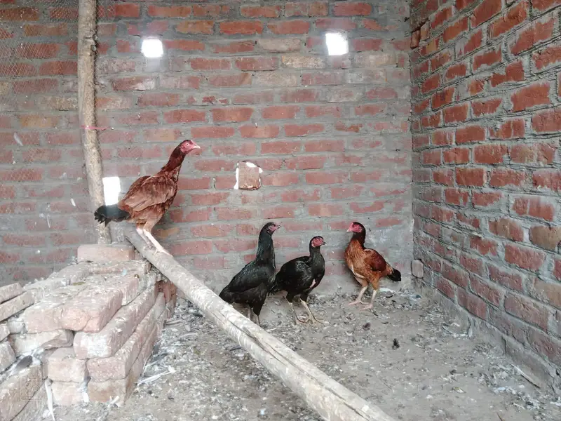 aseel 4 murgiya 2 andy dy rhi hai — photo 6