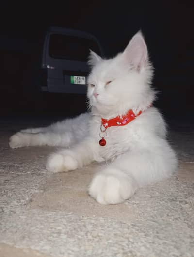 for sale