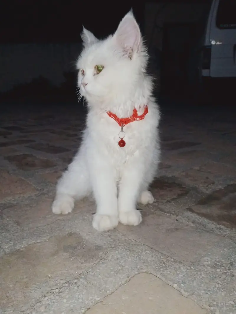 for sale — photo 2