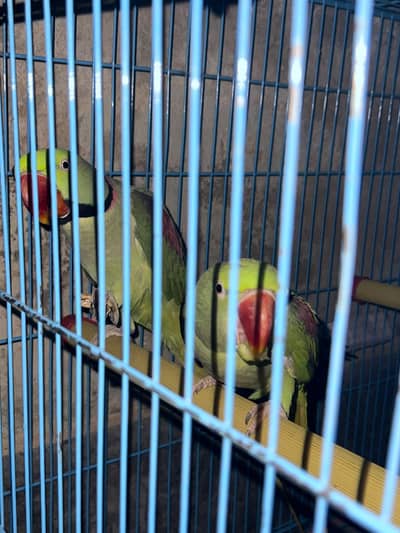 Alexandrine Parakeet (Pahari/Raw Tota)