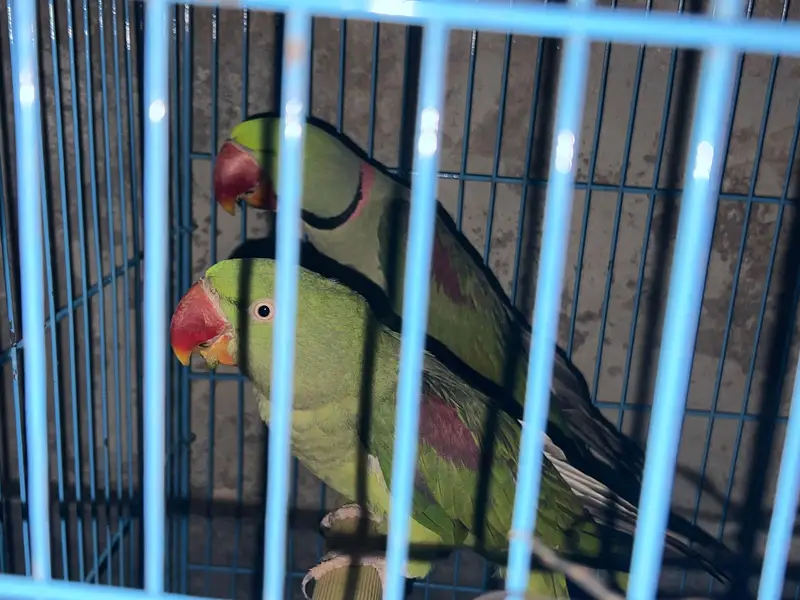 Alexandrine Parakeet (Pahari/Raw Tota) — photo 2