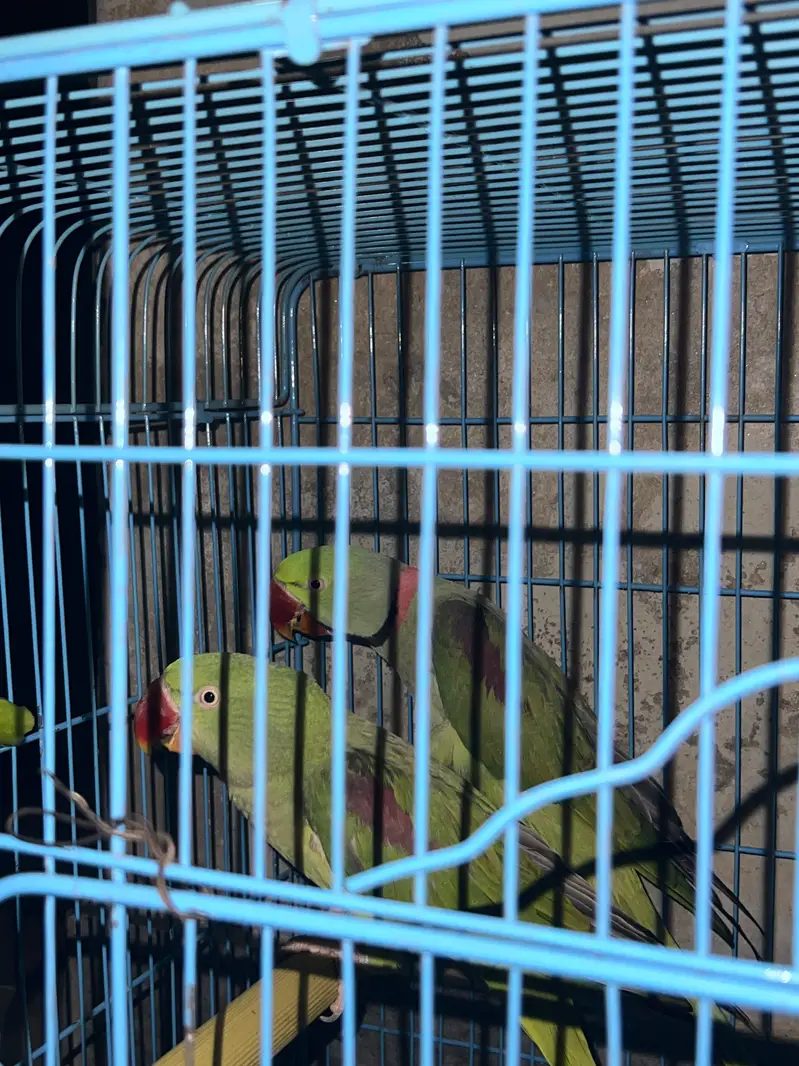 Alexandrine Parakeet (Pahari/Raw Tota) — photo 3