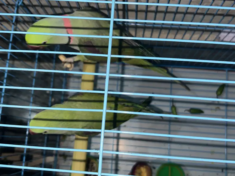 Alexandrine Parakeet (Pahari/Raw Tota) — photo 4