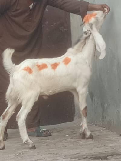 Desi kheera male sale