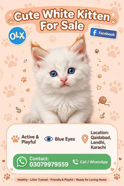 Buth hi pyari or active kitten for sale