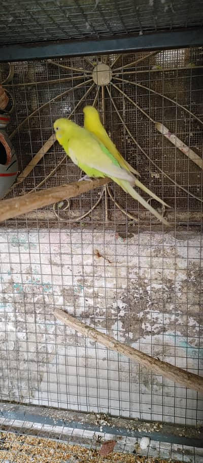 Australian parrots red eye