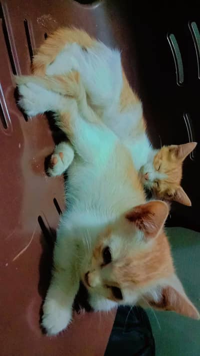 Kittens for sell