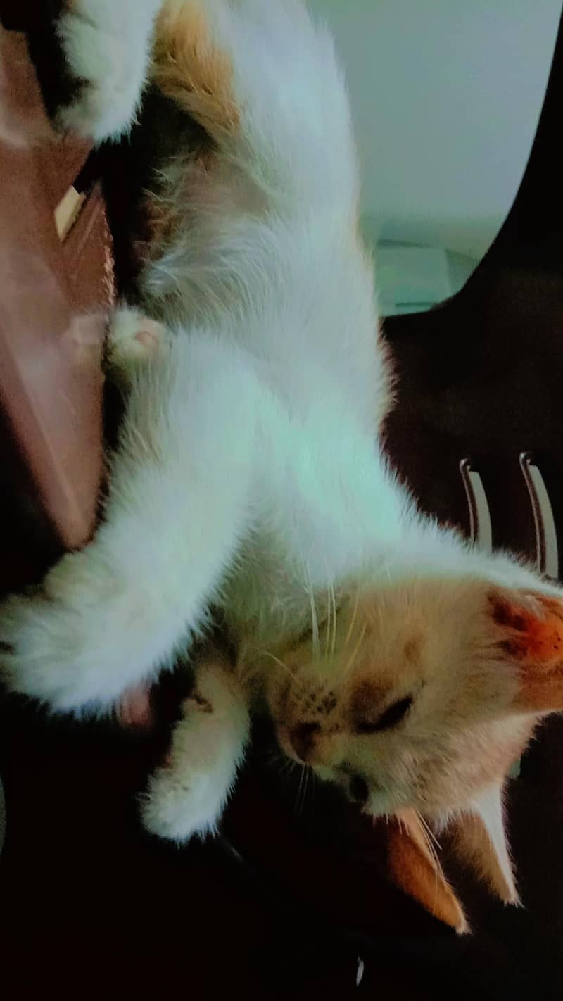 Kittens for sell 2