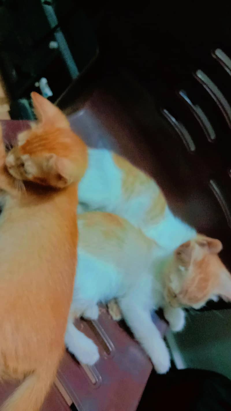 Kittens for sell 3