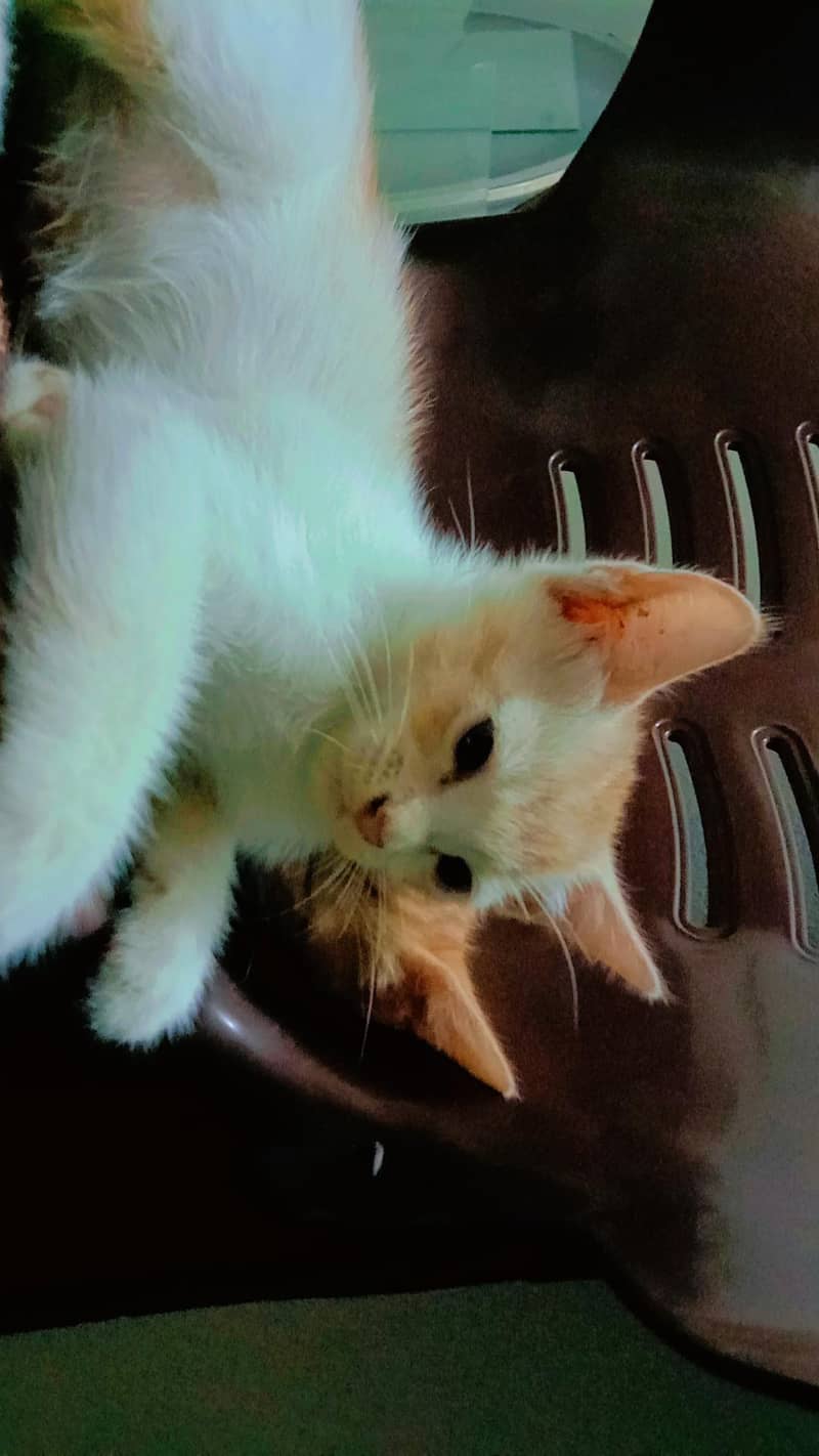 Kittens for sell 4