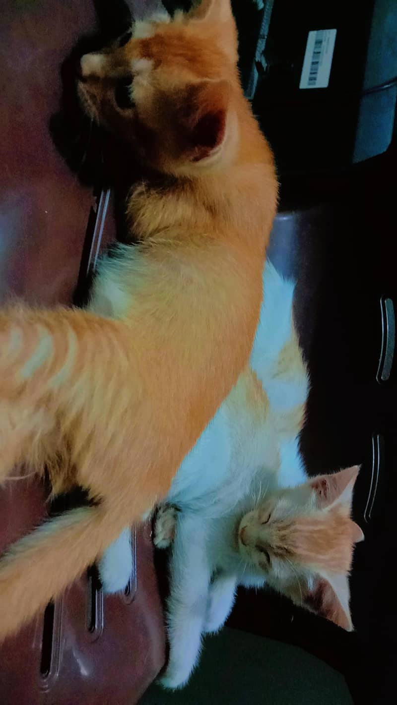 Kittens for sell 5