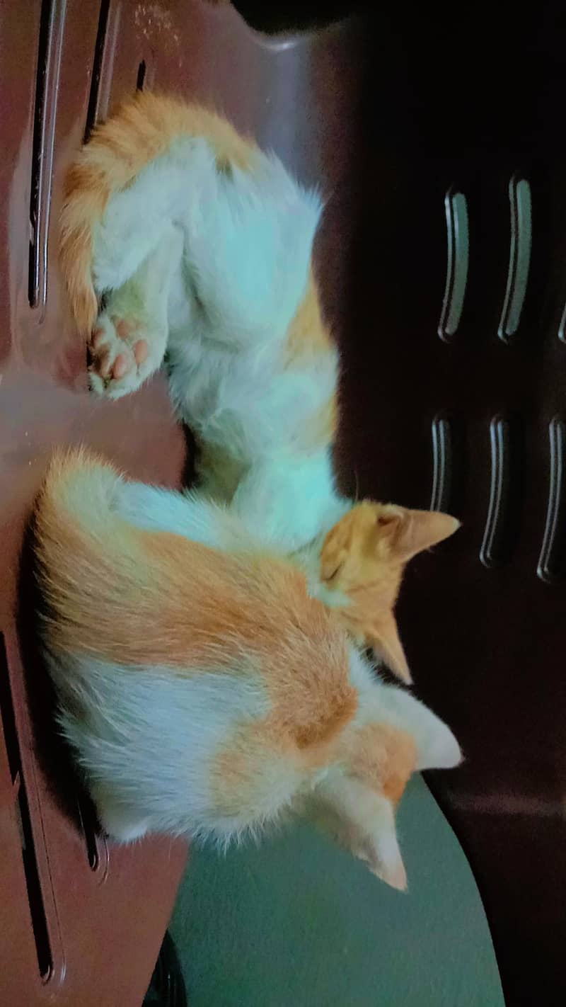 Kittens for sell 6