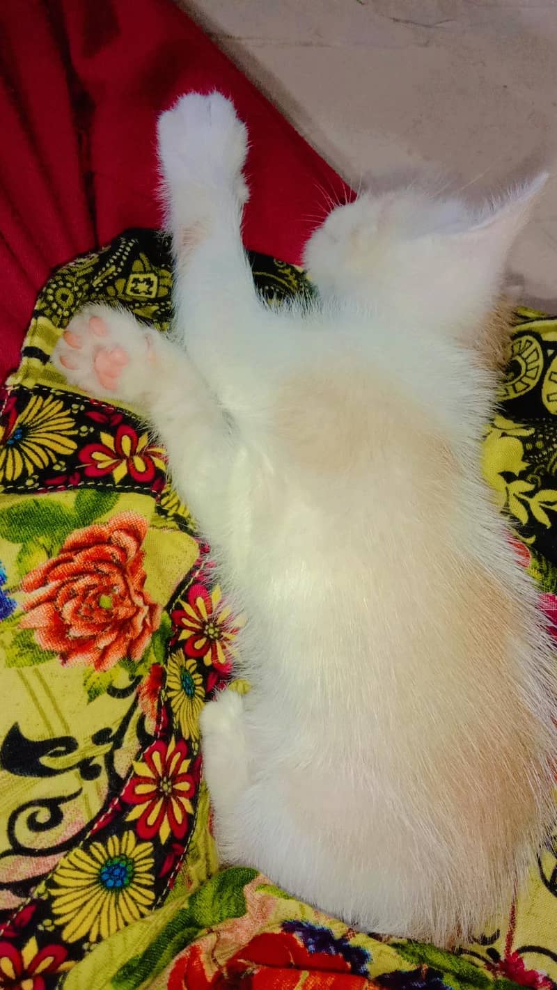 Kittens for sell 7