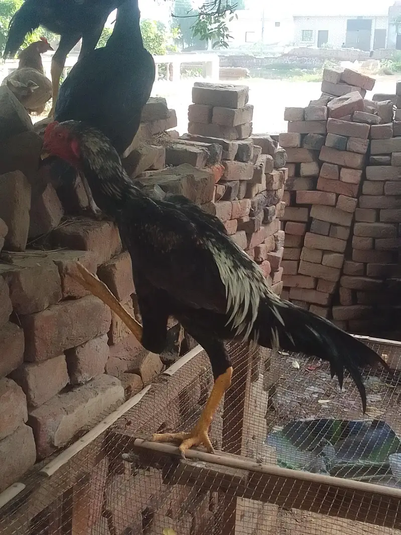 shamo cross aseel — photo 3
