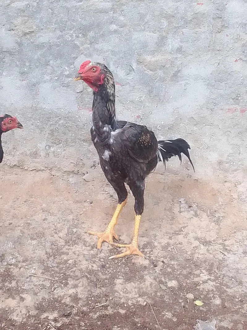 shamo cross aseel — photo 4