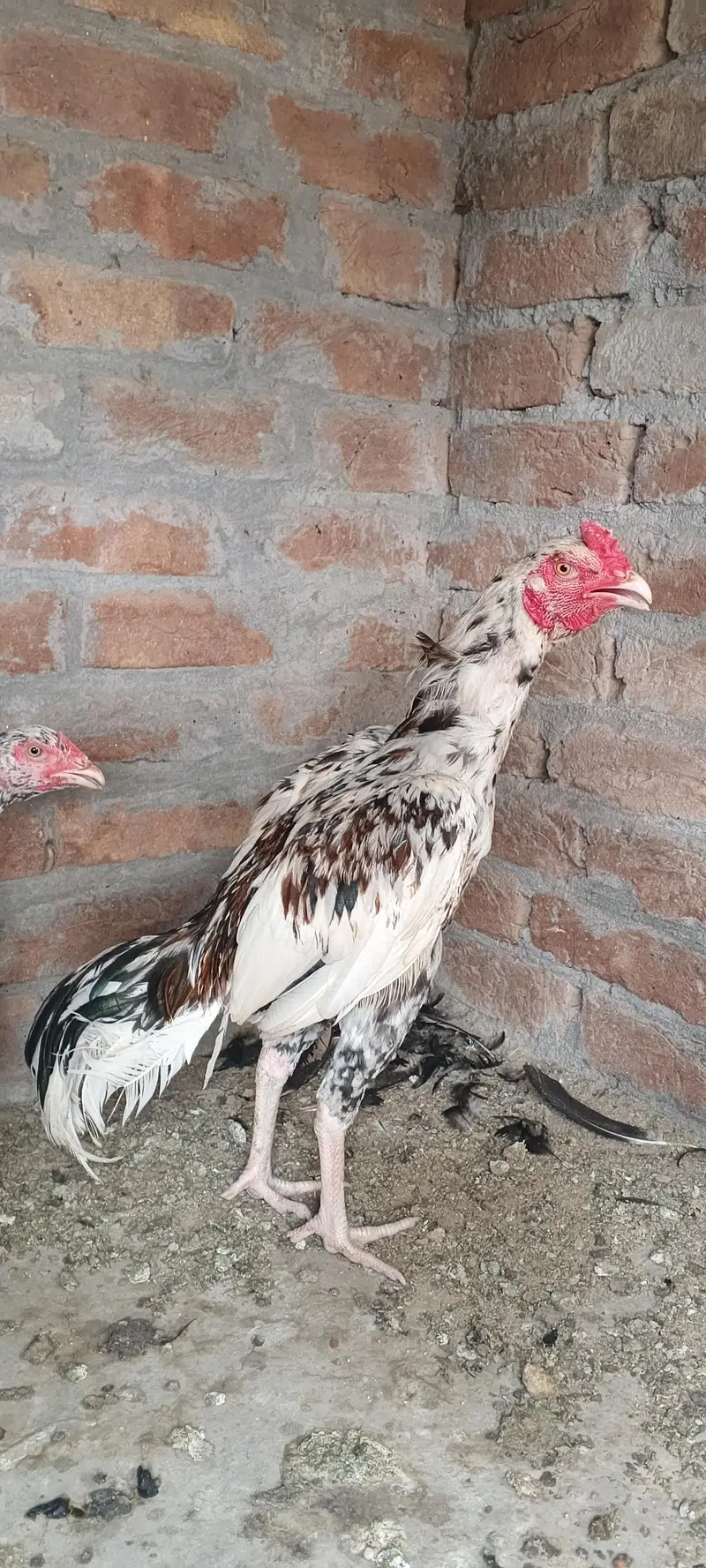 aseel pata patiya — photo 3
