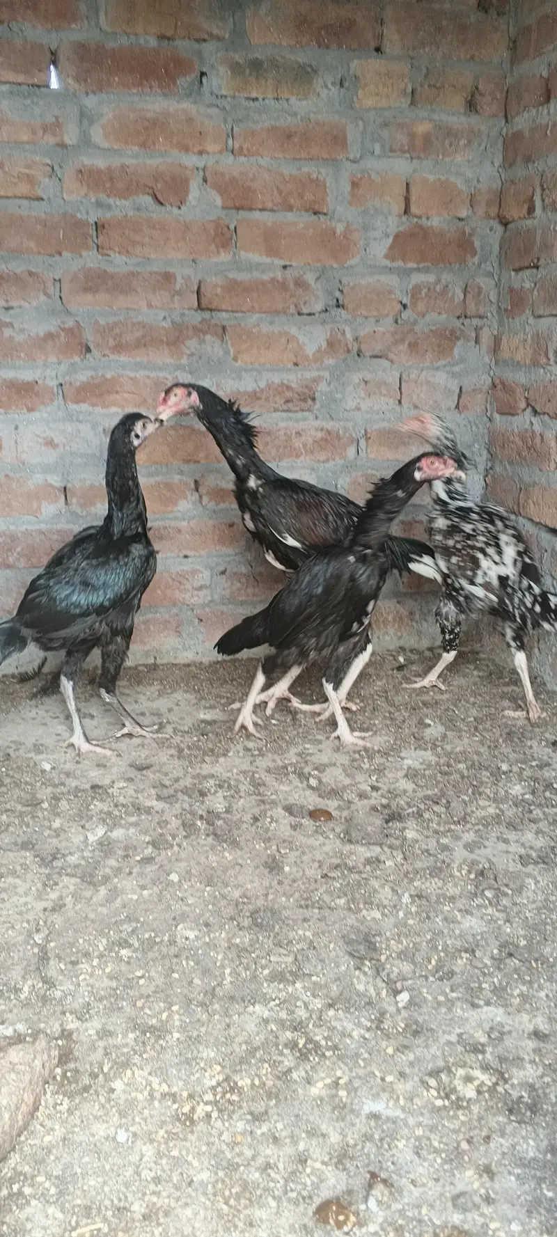 aseel pata patiya — photo 6