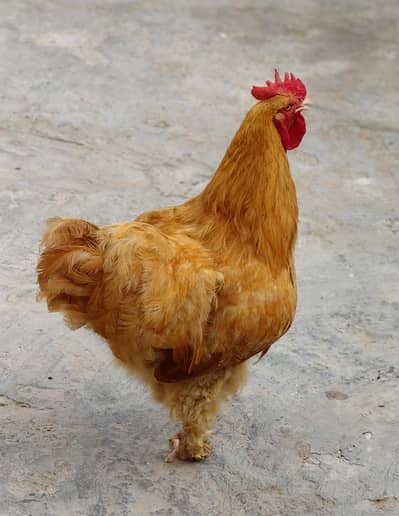 Breeding pair of Golden buff