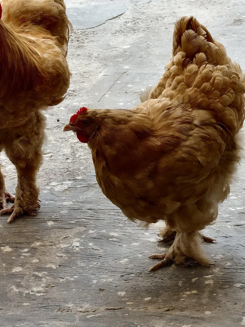 Breeding pair of Golden buff — photo 2