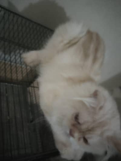 persian stud male
