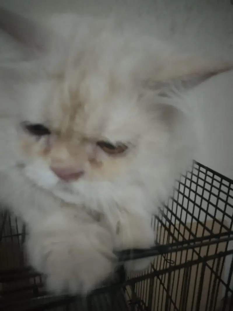 persian stud male — photo 2