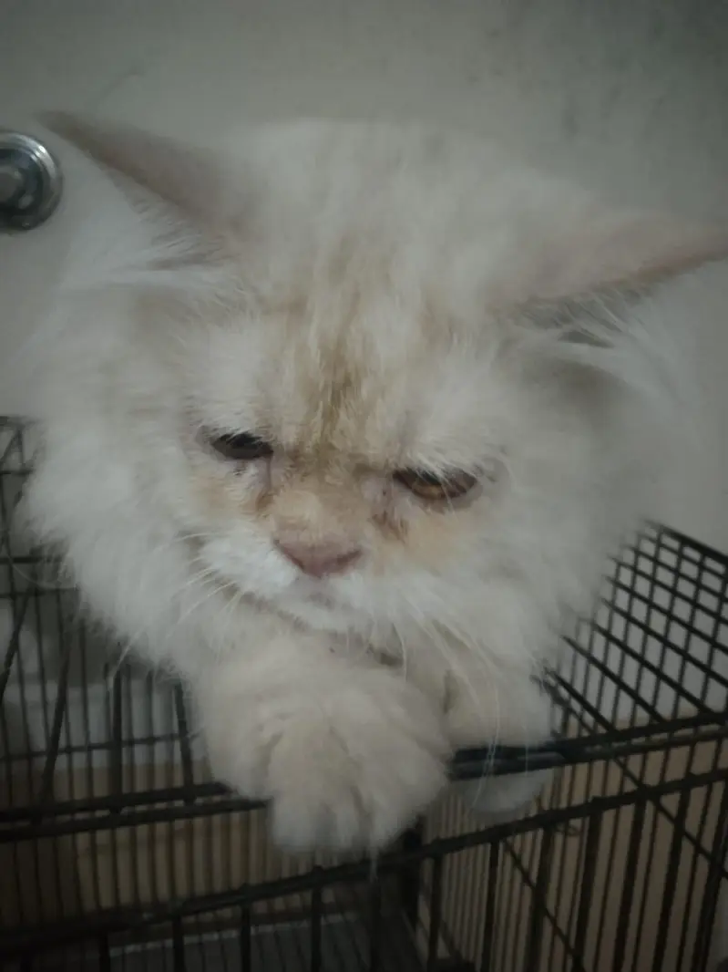 persian stud male — photo 3