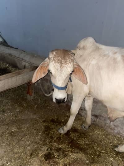 Cholistani Bull