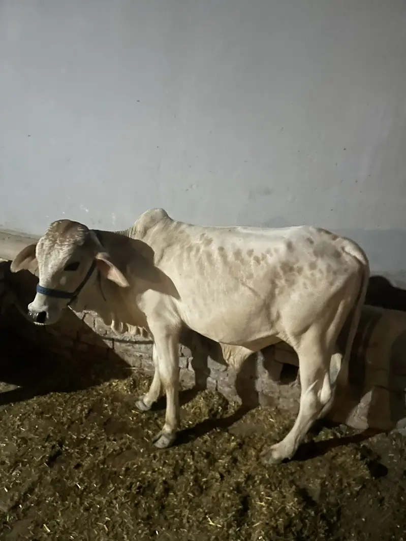 Cholistani Bull — photo 2