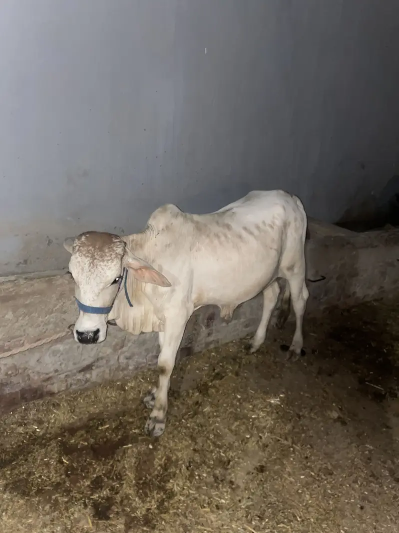 Cholistani Bull — photo 3