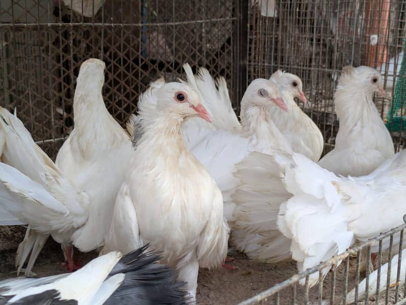 lakha breed 0