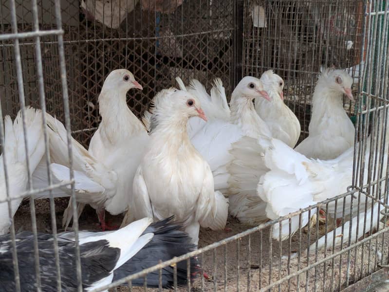 lakha breed 1
