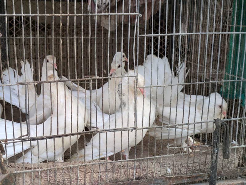 lakha breed 2