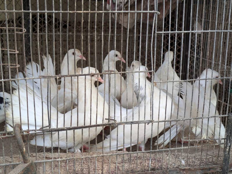 lakha breed 3