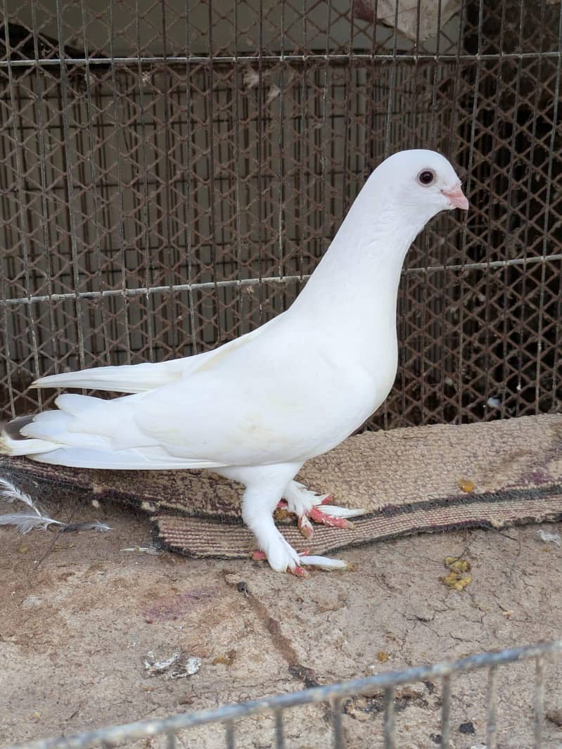 lakha breed 4